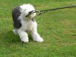 Athos, vilain bobtail