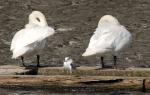Cygnes